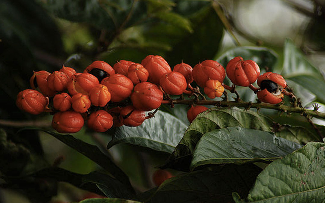 From Beans to Berries: Guarana as a substitute for coffee